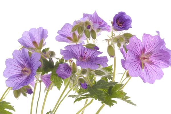 Fleurs violettes sur fond blanc — Photo