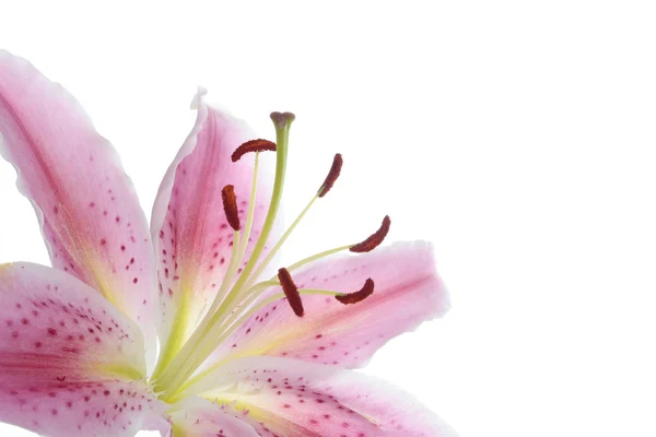 Roze lily bloem op witte achtergrond — Stockfoto