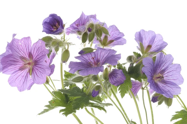 Fiori viola su bianco — Foto Stock