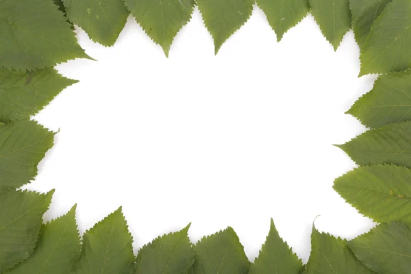 Zelené listy nad bílá — Stock fotografie