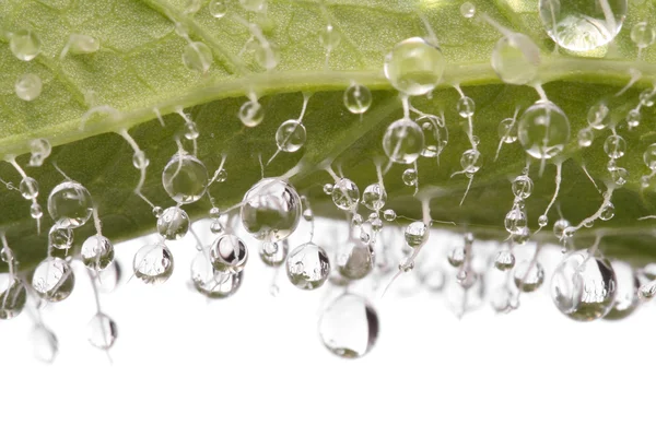 Dew water droplets on leaf closeup — Stock Photo, Image