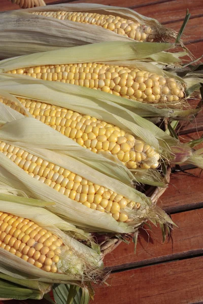 Frissen szedett érett kukorica cobs Vértes — Stock Fotó