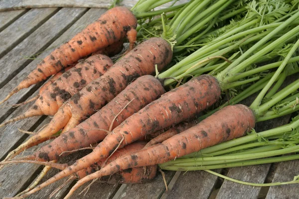 Freshly dug out organic carrots on table — Stock Photo, Image