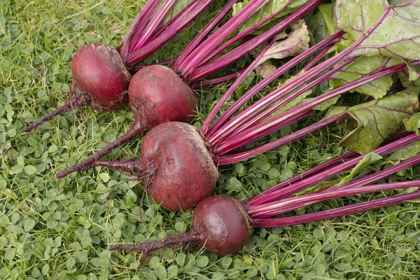 Freshly picked beetroots on grass — Stock Photo, Image