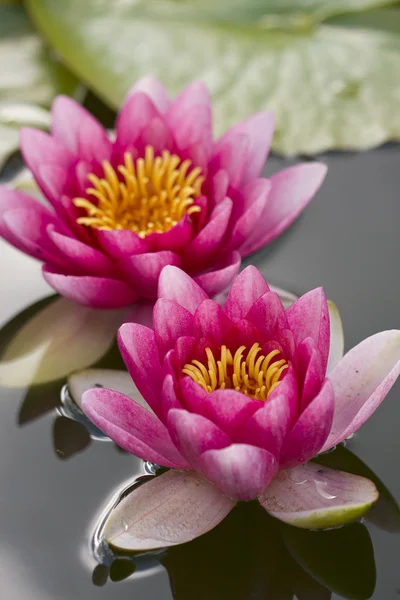 Giglio rosa fiore su stagno d'acqua — Foto Stock