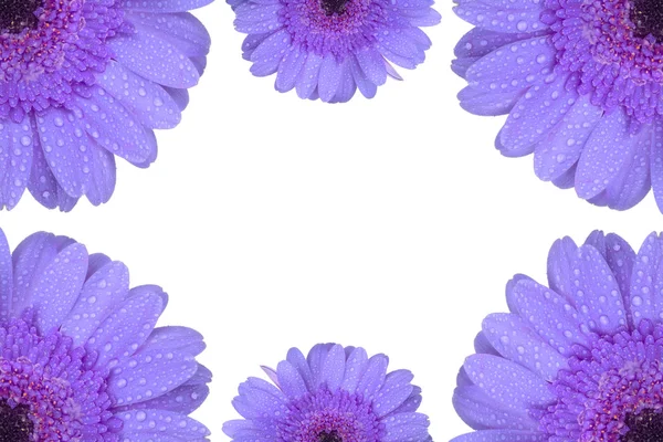 紫色非洲菊花卉上白色隔离 — 图库照片