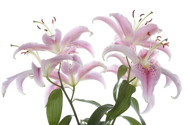 Beyaz arka plan üzerinde pembe lily çiçek — Stok fotoğraf