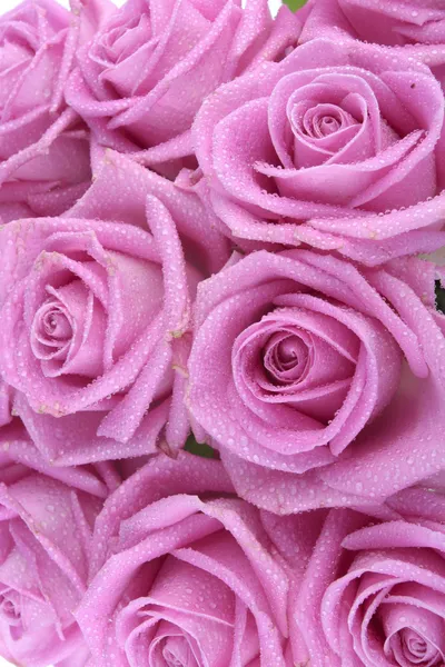 束粉色玫瑰在白色背景 — 图库照片#
