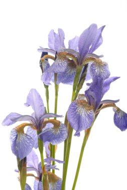 Purple iris flowers closeup over white clipart