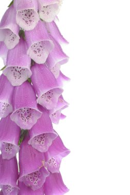 Purple foxglove flowers over white clipart