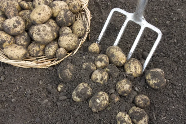 Vers gegraven aardappelen gewas — Stockfoto