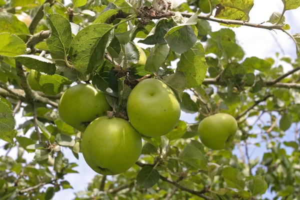 Ripe cooking apples on tree — Stock Photo, Image