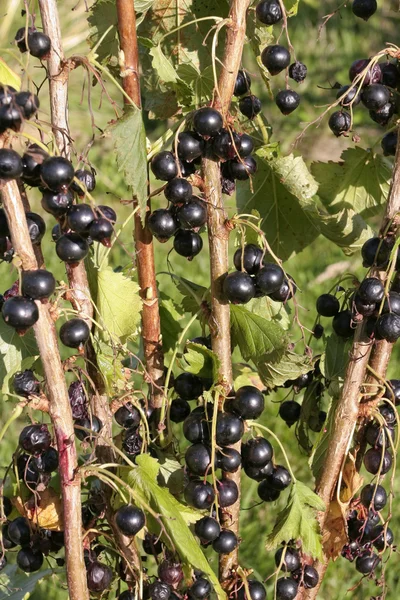 Bunch of ripe Black currants — Stock Photo, Image