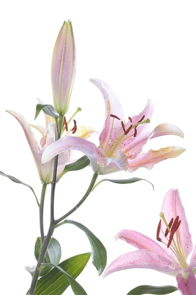 Flor de lírio rosa sobre branco — Fotografia de Stock