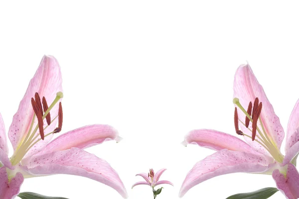 Ροζ Λουλουδι Κρινος πάνω από το λευκό φόντο — Φωτογραφία Αρχείου