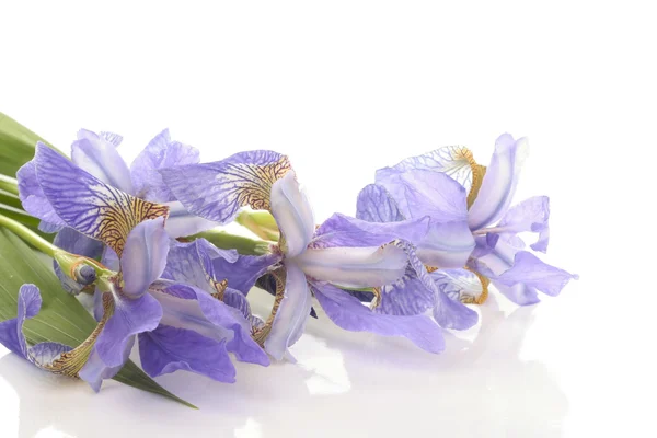 Фіолетові квіти на білому фоні — стокове фото