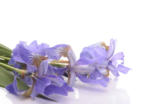 Iris violet fleurs gros plan sur fond blanc — Photo
