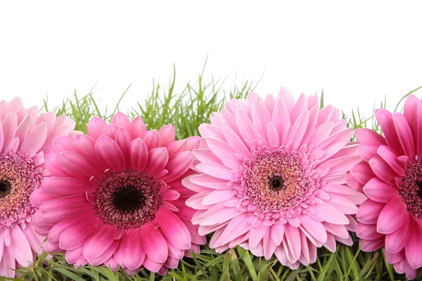 Roze gerbera bloem en gras geïsoleerd op wit — Stockfoto