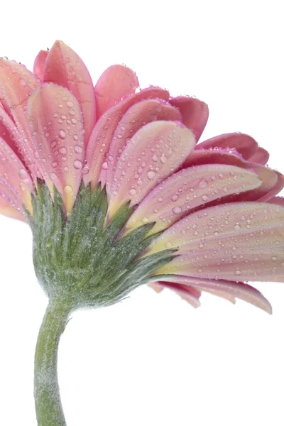 Rosa Gerbera flor aislada en blanco —  Fotos de Stock