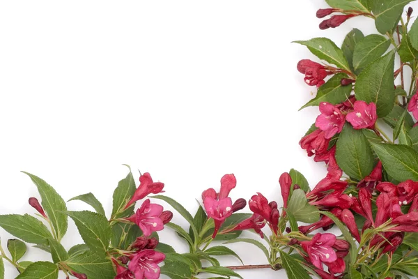 흰색 위에 붉은 꽃 — 스톡 사진