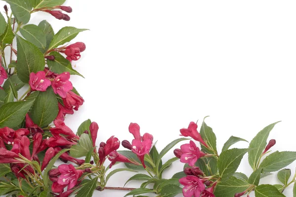 Röda blommor på vit bakgrund — Stockfoto