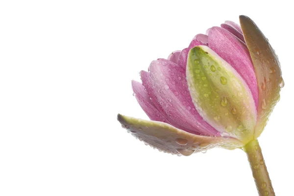 Beyaz üzerine pembe nilüfer çiçeği — Stok fotoğraf