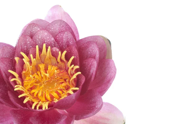Pink waterlily flower over white background — Stock Photo, Image