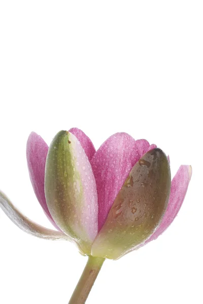 Giglio rosa fiore sopra bianco — Foto Stock