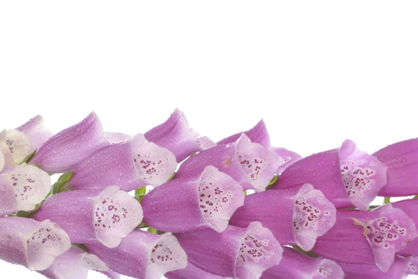 Purple foxglove flowers over white — Stock Photo, Image