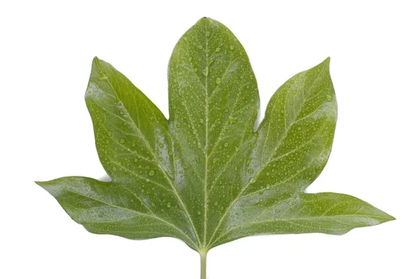 Green leaf over white — Stock Photo, Image
