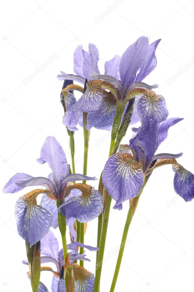 Purple iris flowers closeup over white