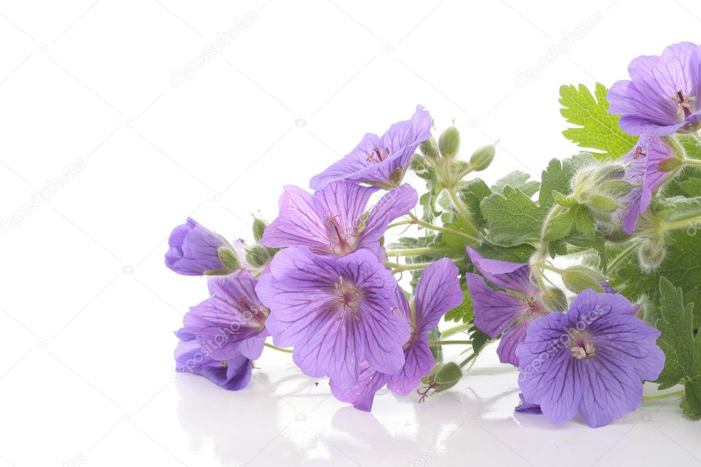 Violet flowers over white