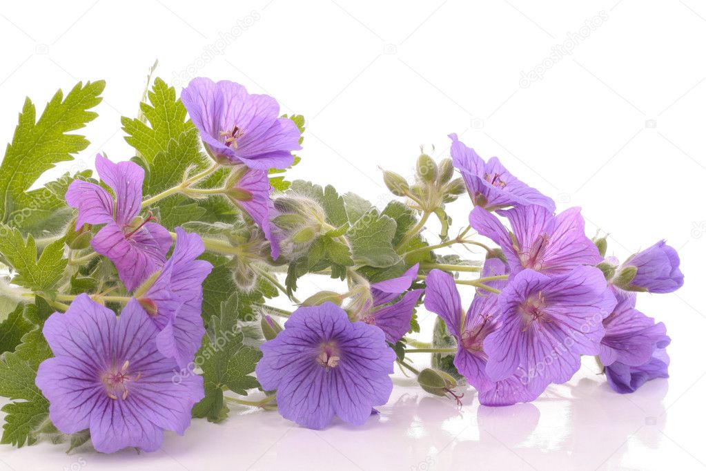 Purple flowers over white background