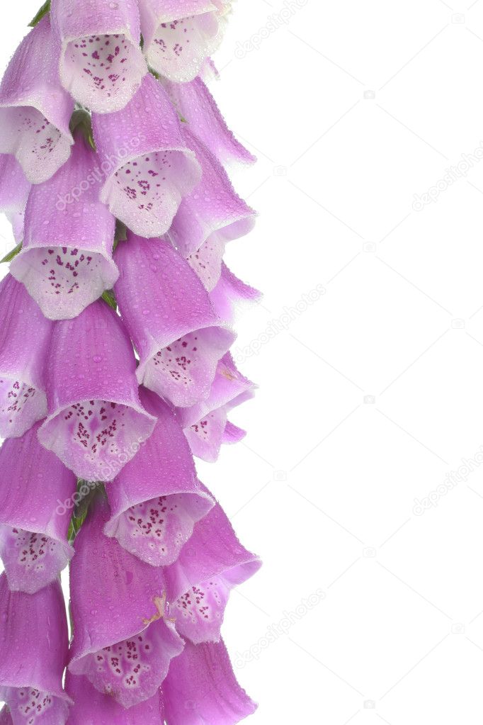 Purple foxglove flowers over white