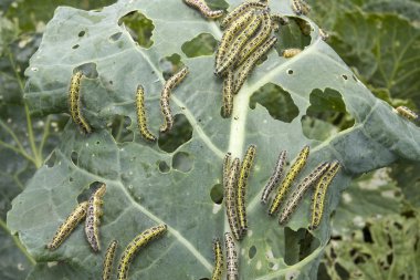Cabbage leaf covered with caterpillas pest clipart