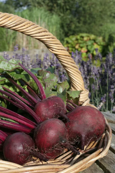Freshly picked beetroots on basket — Stock Photo, Image