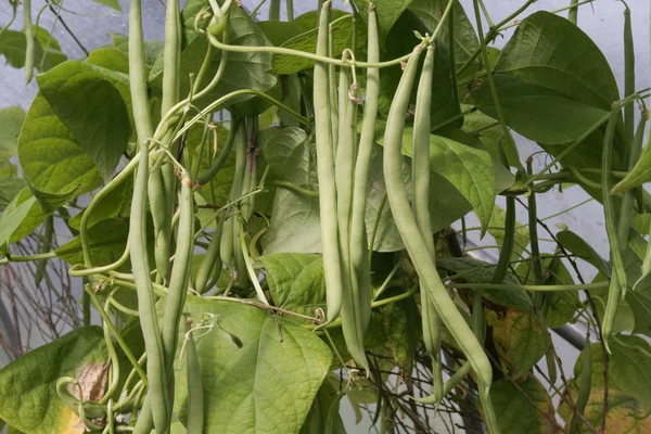 Fresh ripe green beans growing on the vine — Stock Photo, Image