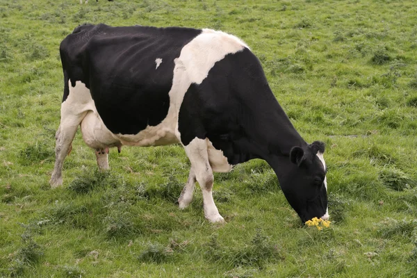 Kor som betar i färska betesmarker — Stockfoto