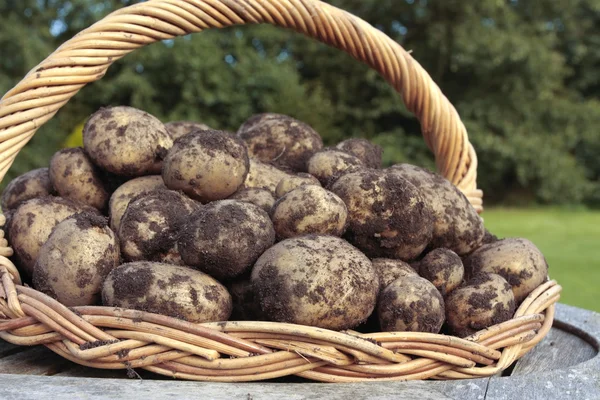Taze patates kırpma kazdık — Stok fotoğraf