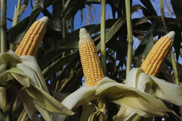 Ripe corn cob crop field — Stock Photo, Image