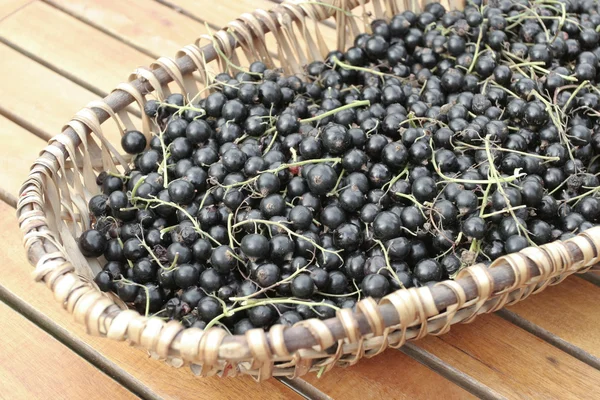 stock image Bunch of ripe Black currants on willow basket