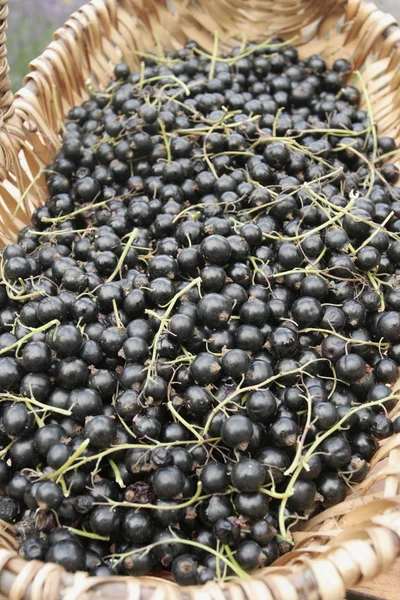 Bunch of ripe Black currants on willow basket — Stock Photo, Image