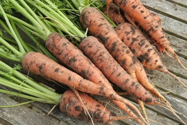 Fresco ha tirato fuori carote organiche su cesto di salice — Foto Stock