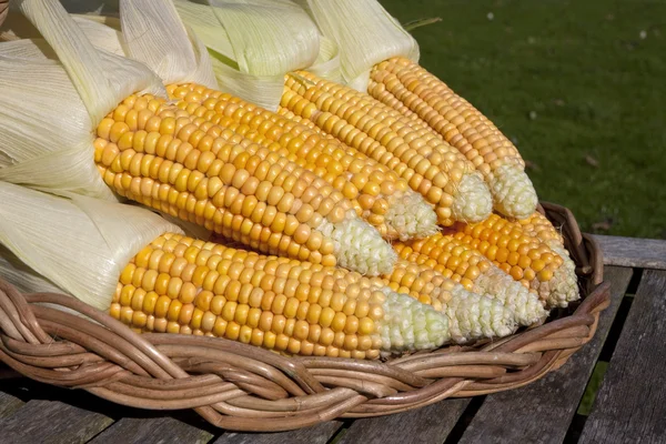 Ripe corn cob closeup on garden table — Stock Photo, Image