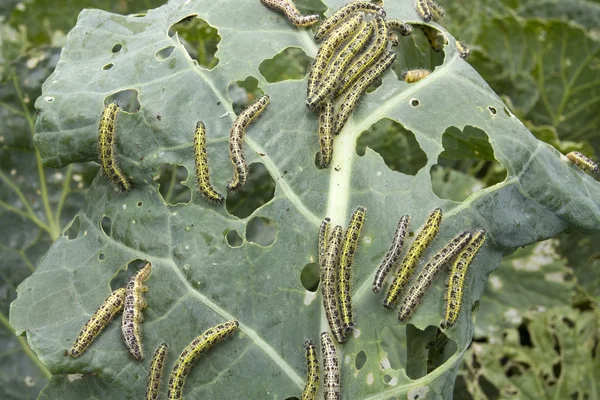 Caterpillas 害虫で覆われているキャベツの葉 ストックフォト
