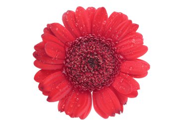 Pembe gerbera çiçeği beyaz arkaplanda izole edilmiş