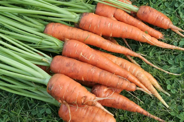 Recién excavado zanahorias orgánicas detalle manojo —  Fotos de Stock