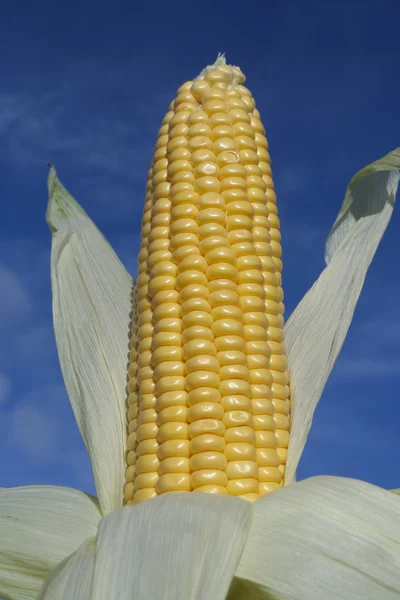 Dojrzałe kukurydzy cob zbliżenie w słońcu — Zdjęcie stockowe