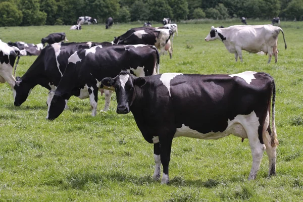 Koeien grazen in verse weiden — Stockfoto