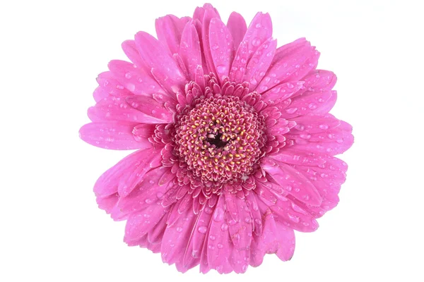 Rosa Gerbera Blüten isoliert auf weißem Hintergrund — Stockfoto